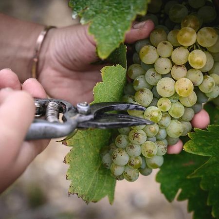 Vignoble Chateau Piegue - Winery Rochefort-sur-Loire Exterior photo