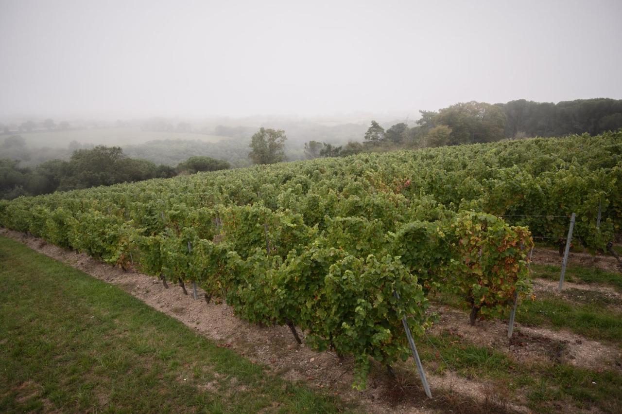 Vignoble Chateau Piegue - Winery Bed & Breakfast Rochefort-sur-Loire Exterior photo