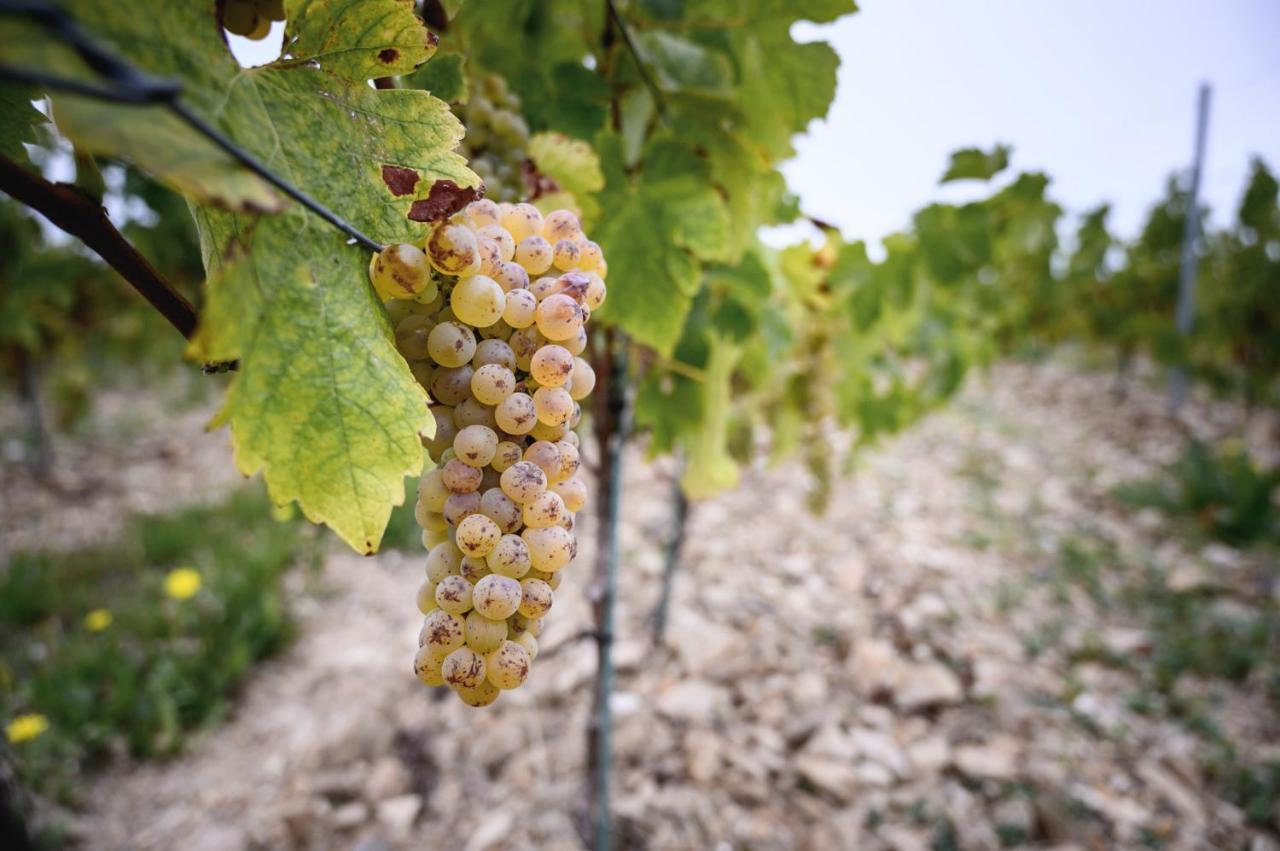 Vignoble Chateau Piegue - Winery Rochefort-sur-Loire Exterior photo