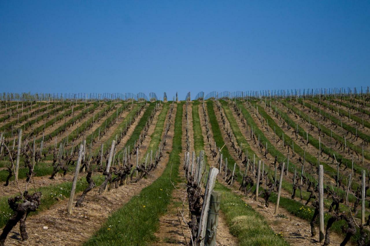 Vignoble Chateau Piegue - Winery Bed & Breakfast Rochefort-sur-Loire Exterior photo