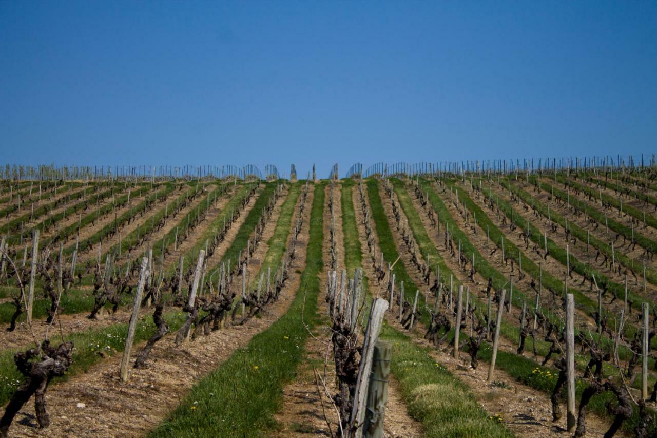 Vignoble Chateau Piegue - Winery Rochefort-sur-Loire Exterior photo